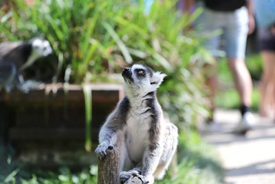 Meerkat standing outdoors