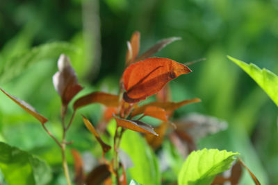 Close-up of orange leaves on plant in field