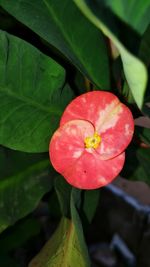 Close-up of red rose flower