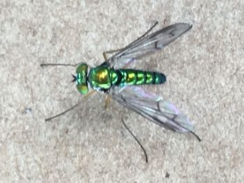 Close-up of damselfly