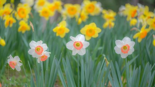 Close-up of flowering plants on field