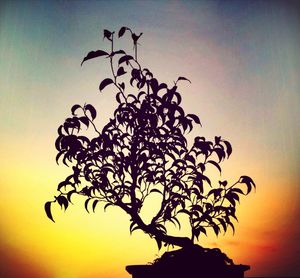 Low angle view of silhouette trees against sky at sunset