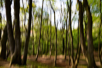 Close-up of bamboo trees in forest