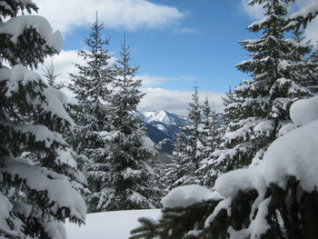 Trees on snow covered landscape against sky