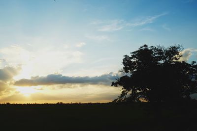 Silhouette trees on field against sky at sunset