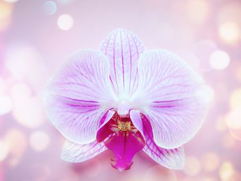 Close-up of flower against blurred background