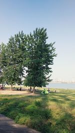 Trees on field against clear sky