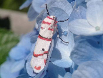 Close-up of insect on blue hydrangea