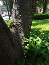 Close-up of flowering plant by tree trunk