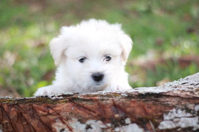 Close-up portrait of puppy