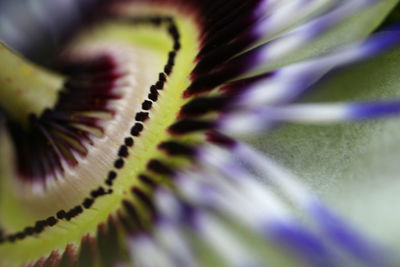 Macro shot of purple flowering plant