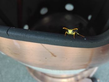 High angle view of insect on metal