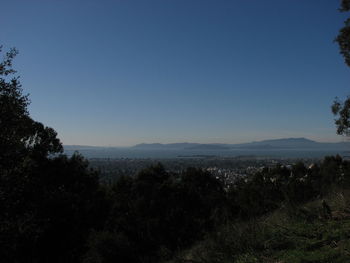 Scenic view of forest against clear sky