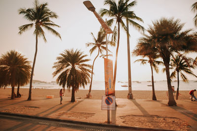 Low angle view of palm trees against sky