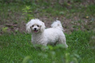 White dog on field