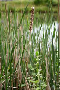 Close-up of crop growing on field