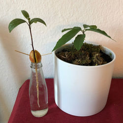 Close-up of potted plant on table against wall