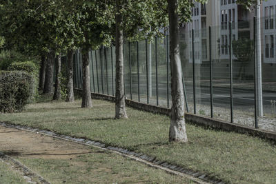 Footpath by trees in park