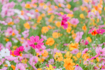 Close-up of pink cosmos flowers on field