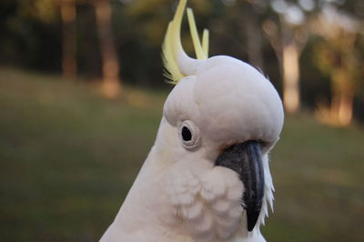Close-up of a cockatoo 