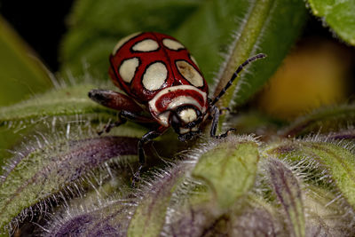 Close-up of insect on plant