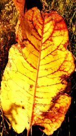 Close-up of autumn leaf on tree