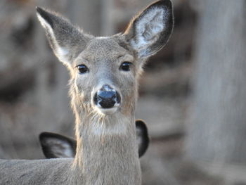 Close-up portrait of deer