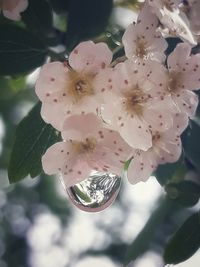 Close-up of pink cherry blossom