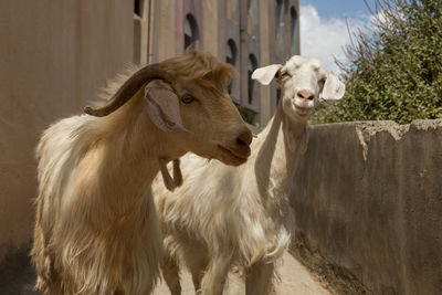 Close-up of goats