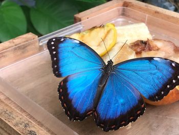 High angle view of butterfly