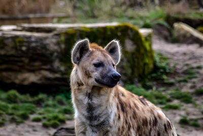 Portrait of a dog looking away