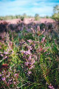 Close-up of flowering plant on field