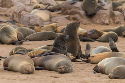 High angle view of sea lion