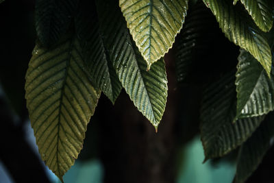 Close-up of leaves