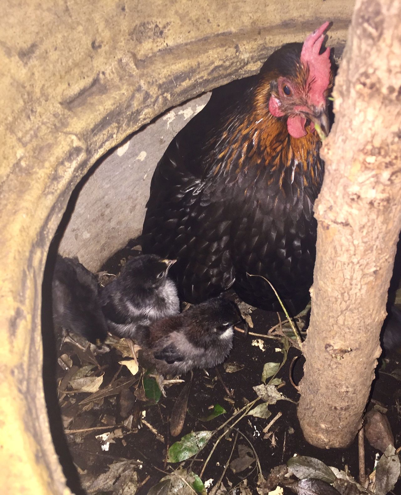 Hen protecting her chickens in a flower pot