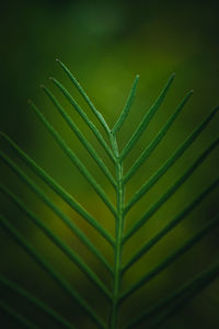 Pattern green leaf wiht nature background.