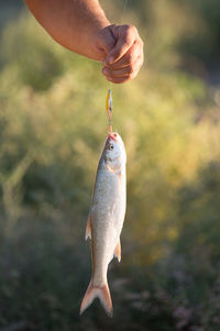 Person holding fish