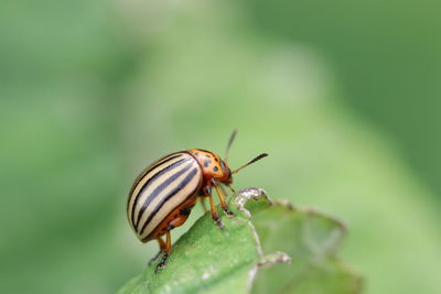 Close-up of insect on leaf