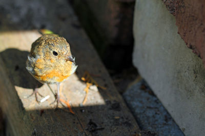 Young robin bird waiting