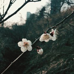 White flowers blooming on tree