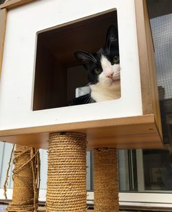 Low angle view of cat on window