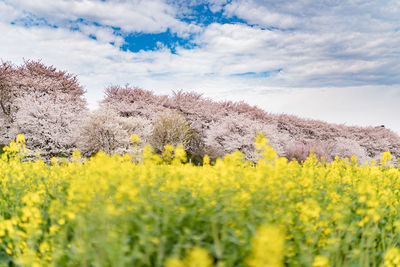 Scenic view of oilseed rape field against sky