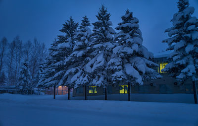 Trees on snow covered field