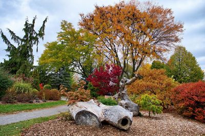 Trees in park against sky during autumn