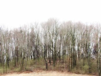 Panoramic shot of trees on field against sky