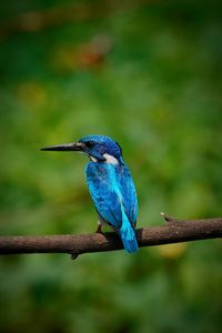 Alcedo coerulescens or the small blue kingfisher, a beautiful bird is perched