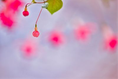 Close-up of water drops on pink flowering plant