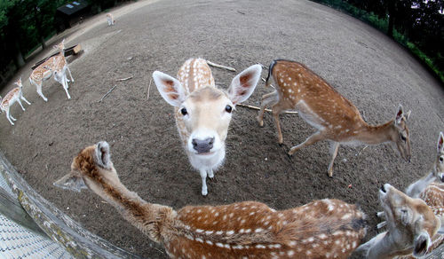 High angle view of a female fellow deer