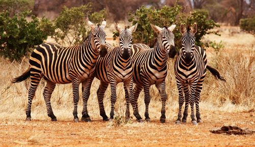 Zebras standing in a field