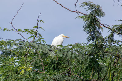 Low angle view of bird perching on branch